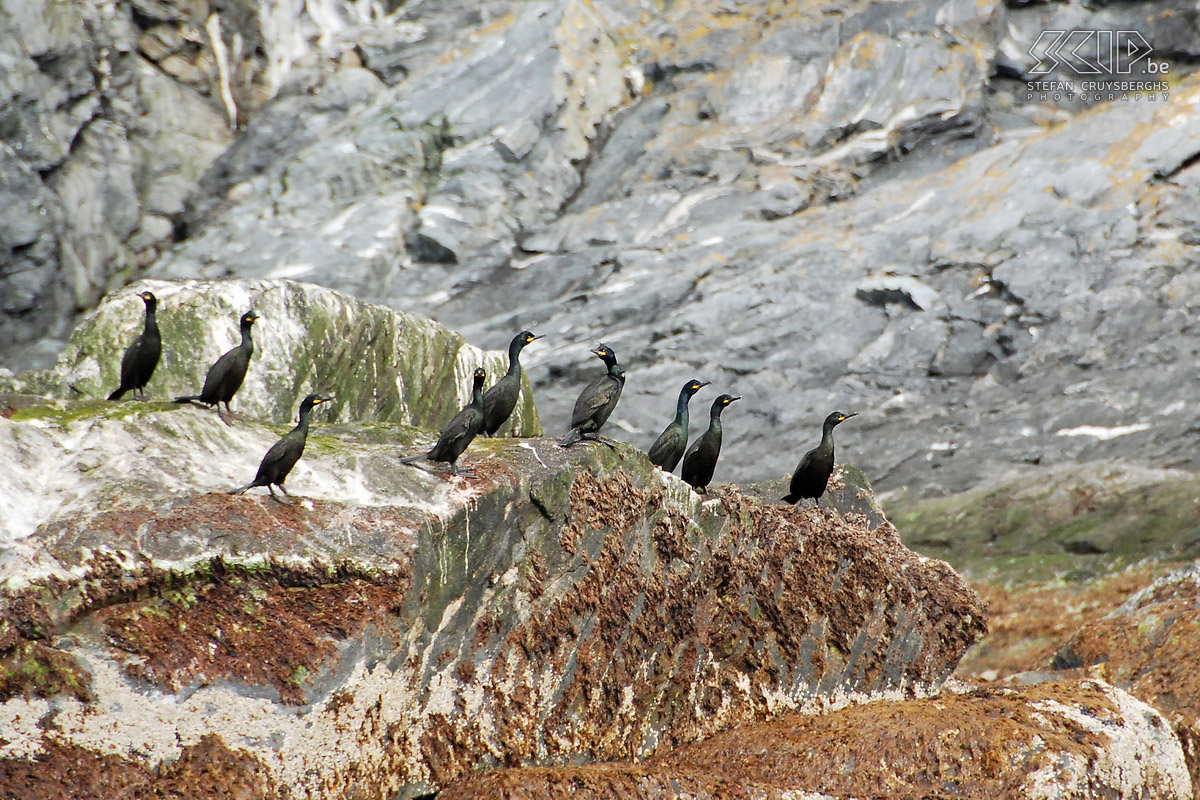 Zodiac tour - Cormorants A family of cormorants (phalacrocorax aristotelis) on the rocks. Stefan Cruysberghs